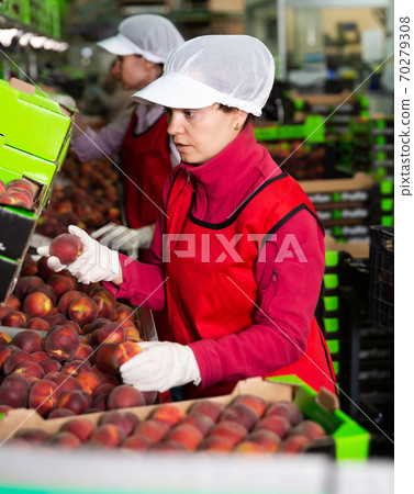 Two workers in process of sorting and packaging peaches 70279308