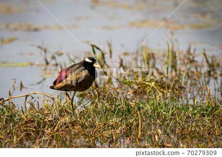 Bronze winged jacana or Metopidius indicus portrait in wetland of keoladeo ghana national park or bharatpur bird sanctuary rajasthan india Bronze winged jacana or Metopidius indicus portrait in wetland of keoladeo ghana national park or bharatpur bird sanctuary rajasthan india 70279309