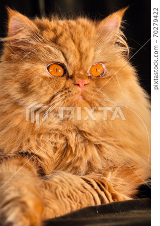 Red persian cat sleeping on the sofa Red persian cat sleeping on the sofa 70279422