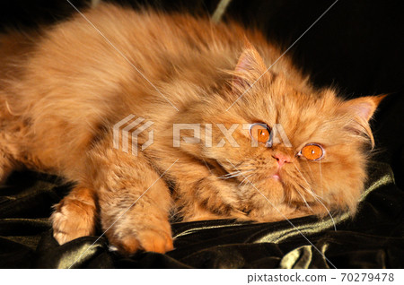 Red persian cat sleeping on the sofa Red persian cat sleeping on the sofa 70279478