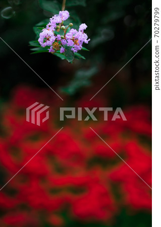 Photograph of different flowers against the background of cluster amaryllis Photograph of different flowers against the background of cluster amaryllis 70279799