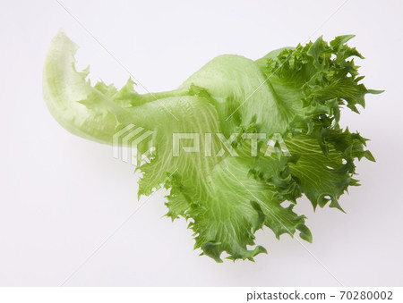 Frill lettuce Frill lettuce 70280002