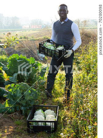 Farmer with box of cauliflowers Farmer with box of cauliflowers 70280098
