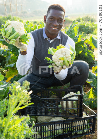 Man gathering in crops of cauliflower Man gathering in crops of cauliflower 70280101