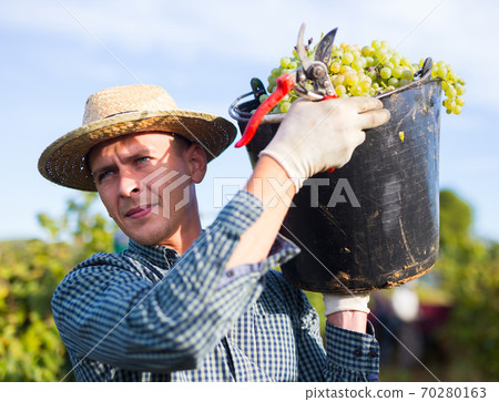 Winegrower carrying bucket with ripe grapes in vineyard Winegrower carrying bucket with ripe grapes in vineyard 70280163