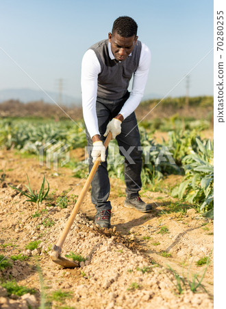 Man hoeing between onion plants Man hoeing between onion plants 70280255