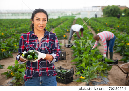 Colombian female farmer showing harvest zucchini on farm field Colombian female farmer showing harvest zucchini on farm field 70280324