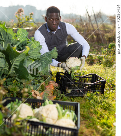 Male harvesting cauliflowers 70280414