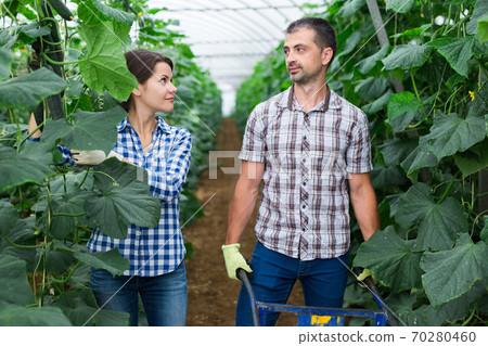 Male and female farm workers picking crop of cucumbers in glasshouse Male and female farm workers picking crop of cucumbers in glasshouse 70280460