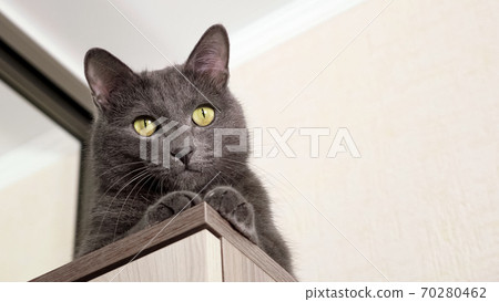 Beautiful gray cat sits on the closet, bottom view Beautiful gray cat sits on the closet, bottom view 70280462
