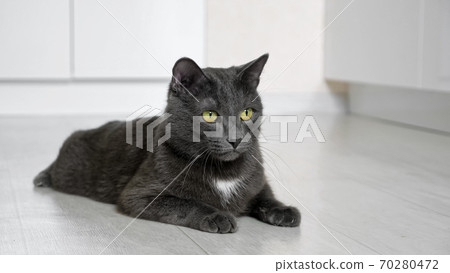 beautiful gray cat lies on the floor and follows the movement of something in beautiful gray cat lies on the floor and follows the movement of something in 70280472