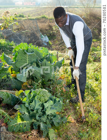 Man weeding cauliflower plants Man weeding cauliflower plants 70280581