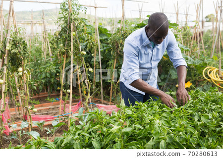 Confident afro-american gardener cares for plants 70280613