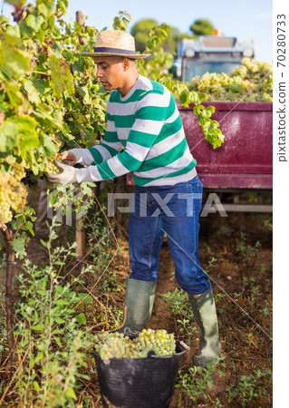 Hispanic farm worker harvesting ripe grapes at vineyard Hispanic farm worker harvesting ripe grapes at vineyard 70280733