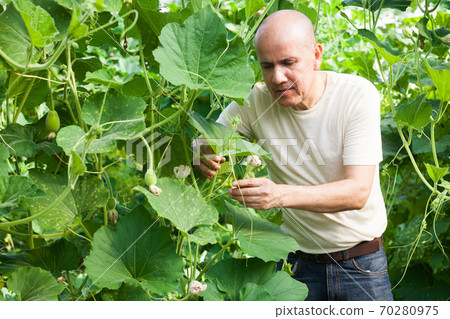 Gardener inspecting zucchinis plants Gardener inspecting zucchinis plants 70280975