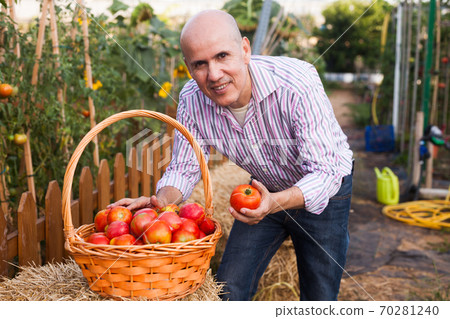 Gardener with tomatoes harvest 70281240