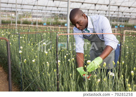 Male gardener with scissors cutting carnation plants indoors Male gardener with scissors cutting carnation plants indoors 70281258