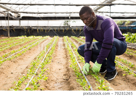Farmer gardener in gloves working with seedlings gardening Farmer gardener in gloves working with seedlings gardening 70281265