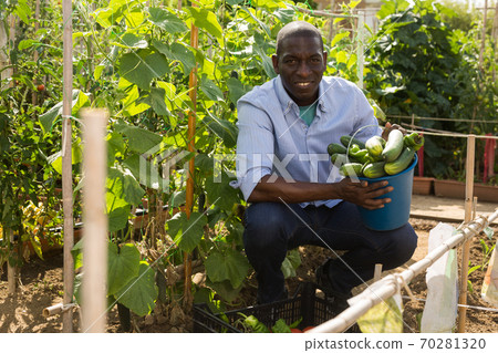 Young man gardener during harvesting of fresh cucumbers Young man gardener during harvesting of fresh cucumbers 70281320