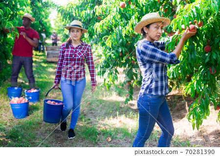Positive woman engaged in gardening, picking fresh peaches in orchard Positive woman engaged in gardening, picking fresh peaches in orchard 70281390