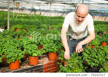 Gardener working with mint plants Gardener working with mint plants 70281417