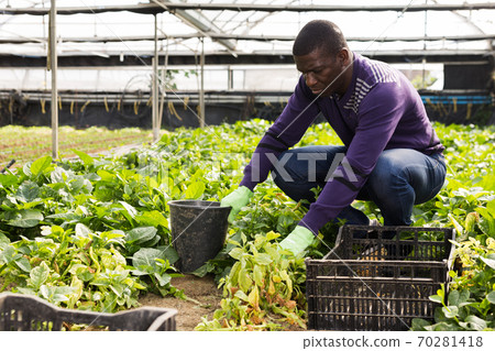 African farmer caring for young houseplants African farmer caring for young houseplants 70281418