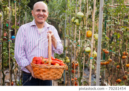 Gardener with tomatoes harvest 70281454