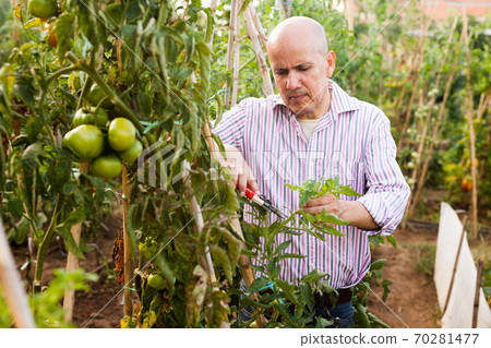 Man cutting tomatoes plants Man cutting tomatoes plants 70281477