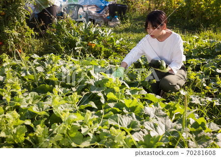Female gardener picking ripe zucchini Female gardener picking ripe zucchini 70281608