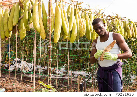 Farmer holding harvest of Luffa plants 70281639
