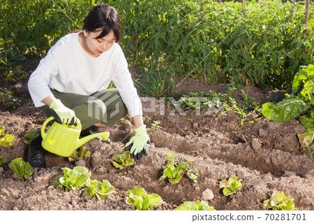 Woman watering young plants of lettuce Woman watering young plants of lettuce 70281701