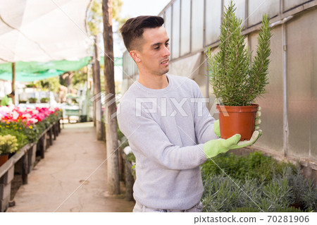 Man gardener is transplanting flowers in pots in orangery Man gardener is transplanting flowers in pots in orangery 70281906