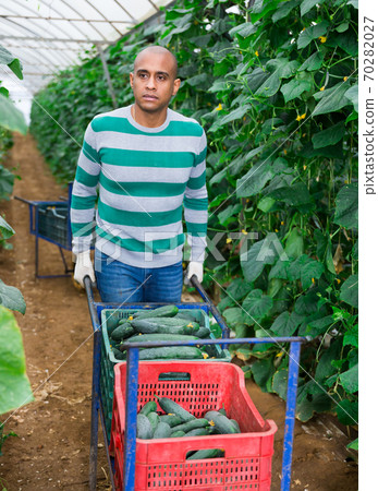 Horticulturist carrying handcart with crop of cucumbers in greenhouse Horticulturist carrying handcart with crop of cucumbers in greenhouse 70282027