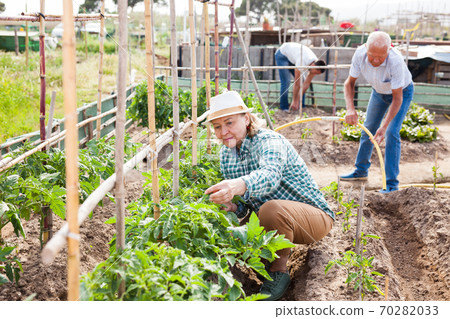 Mature woman gardener working with tomatoes bushes near trellis 70282033