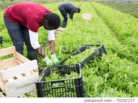 African American worker harvesting mizuna African American worker harvesting mizuna 70282157