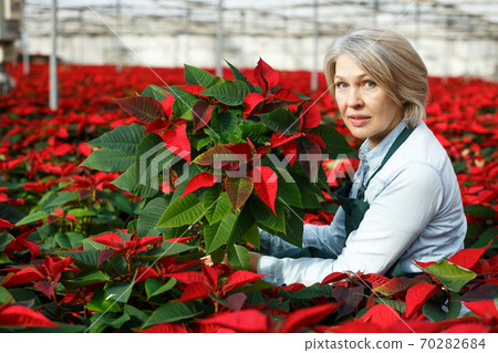 Happy female with Poinsettias in her greenhouse 70282684