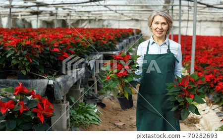 Satisfied woman florist with poinsettia 70282693