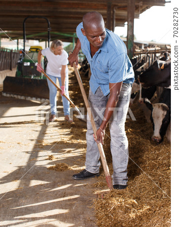 Man and woman working on dairy farm 70282730