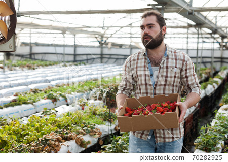 Male worker gathering harvest of strawberries Male worker gathering harvest of strawberries 70282925