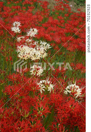 白色和紅色的簇狀孤挺花 白色和紅色的簇狀孤挺花 70282928