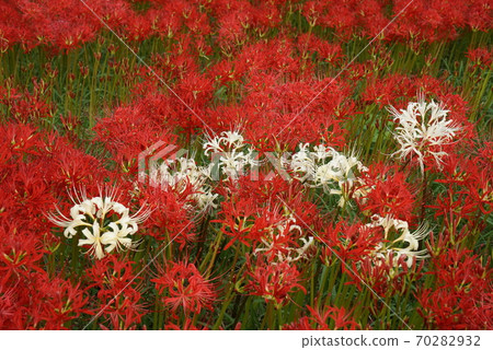 白色和紅色的簇狀孤挺花 70282932