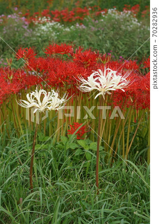 White and red cluster amaryllis White and red cluster amaryllis 70282936