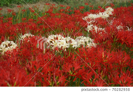 White and red cluster amaryllis White and red cluster amaryllis 70282938