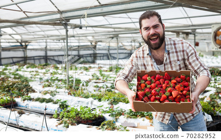 Satisfied gardener showing harvest of strawberries Satisfied gardener showing harvest of strawberries 70282952
