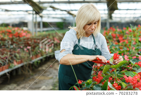 Female florist with scissors gardening red begonia plants in greenhouse 70283278