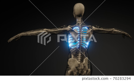 Human Lungs Radiology Exam Human Lungs Radiology Exam 70283294