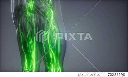 Blood Vessels of Human Body 70283298