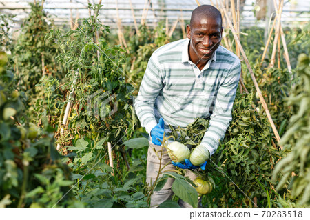 Satisfied farmer checking harvest of tomatoes Satisfied farmer checking harvest of tomatoes 70283518
