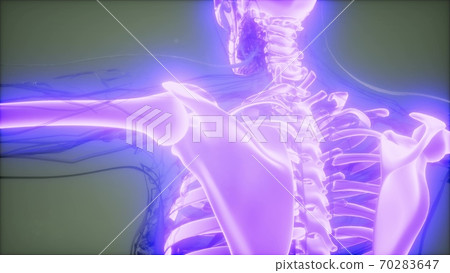 Transparent Human Body with Visible Bones Transparent Human Body with Visible Bones 70283647