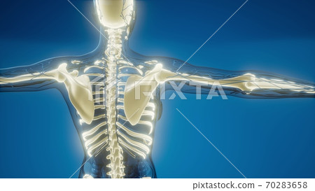 Transparent Human Body with Visible Bones 70283658